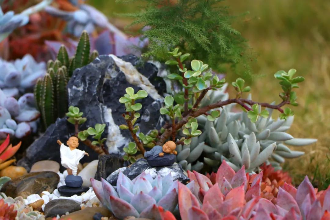 这个年销量上亿株多肉的县城，举办了首届多肉电商节