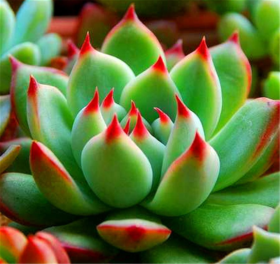 多肉吉娃娃摊大饼是怎么回事,多肉吉娃莲