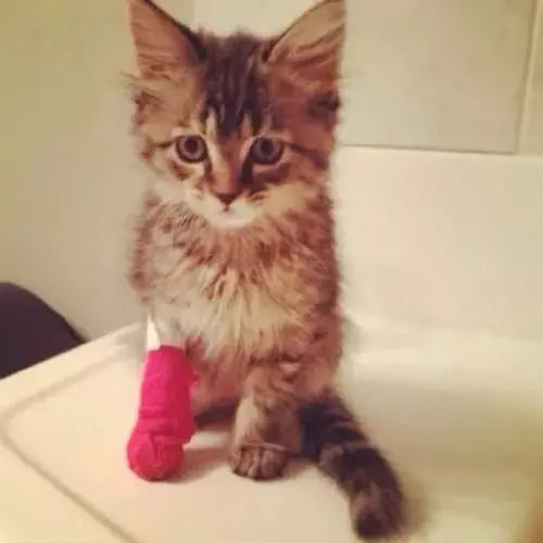 猫咪外伤用什么消毒,猫咪受了重伤如何处理