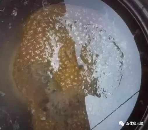 犯太岁中的太岁到底是啥,太岁到底是什么怎么就犯太岁了呢