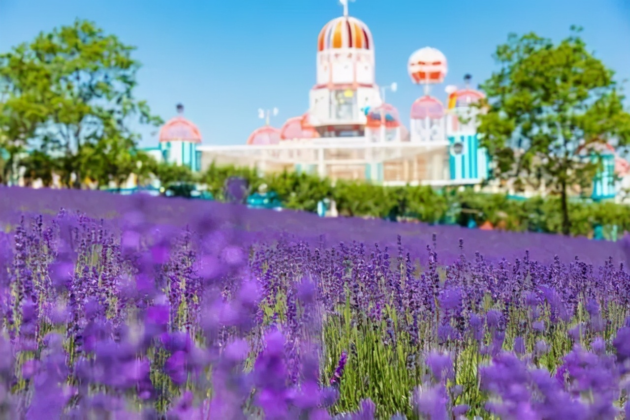 上海最大薰衣草公园,上海薰衣草公园迪士尼