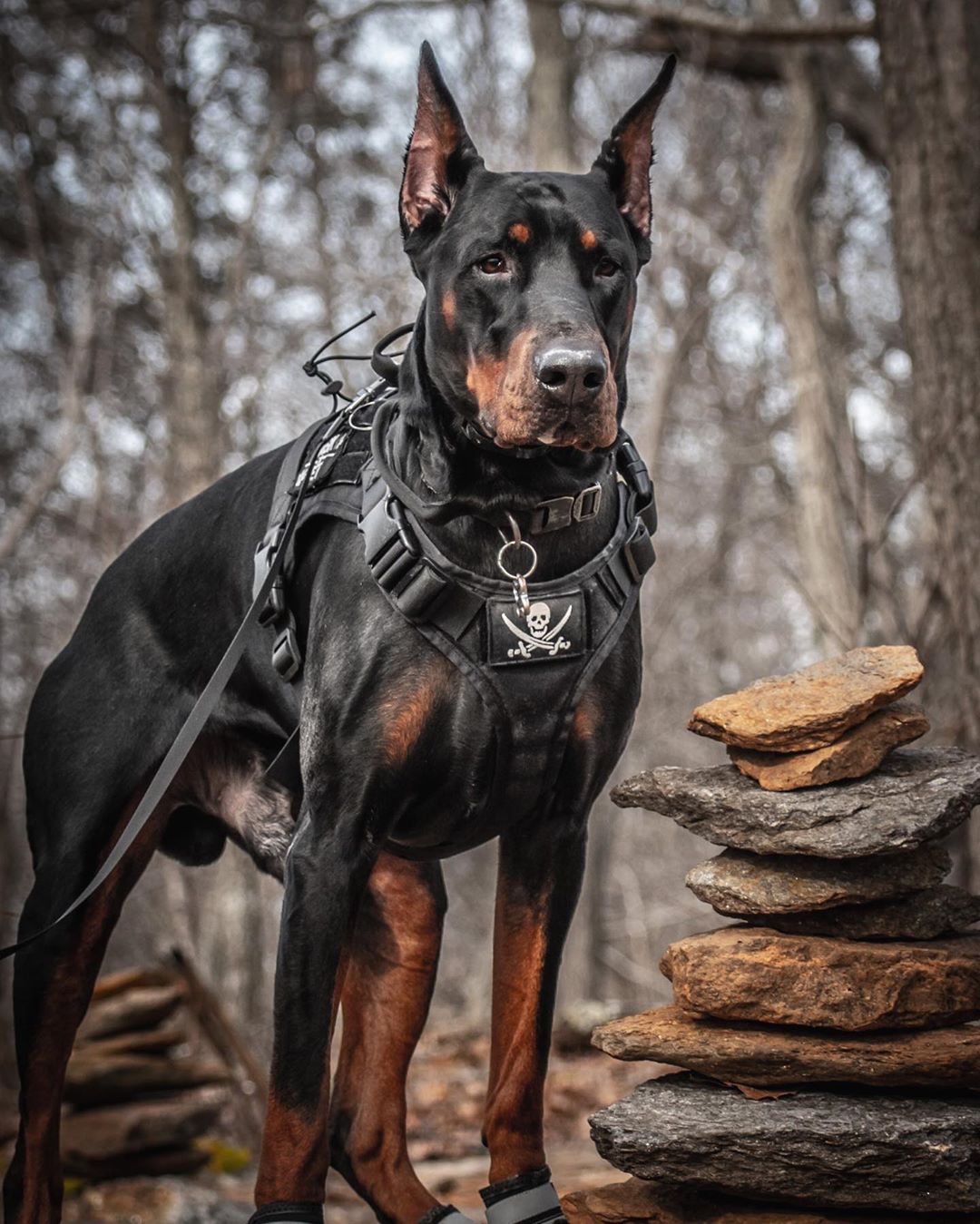 什么狗最忠诚最护主和凶猛又好养,这几种狗一旦抛弃很难独自活下去