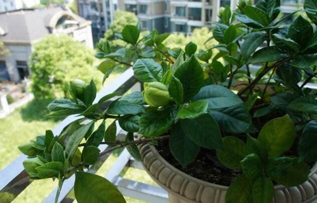 栀子花出现黄叶怎么办,栀子花黄叶怎么办小视频