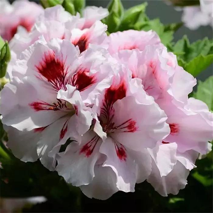 10种天竺葵,天竺葵100种图片大全