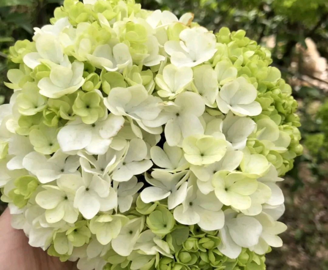 绣球的叶子枯死了根还能发芽吗,绣球花盆栽干枯怎么办