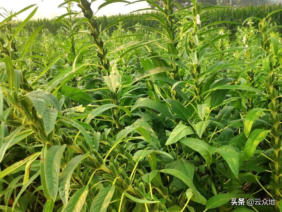 芝麻因下雨发黄死苗怎么治,芝麻发生枯萎病的原因是什么