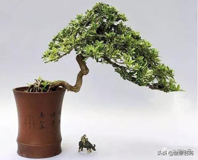 推荐36种好养的盆景植物,茶桌上养什么盆景植物