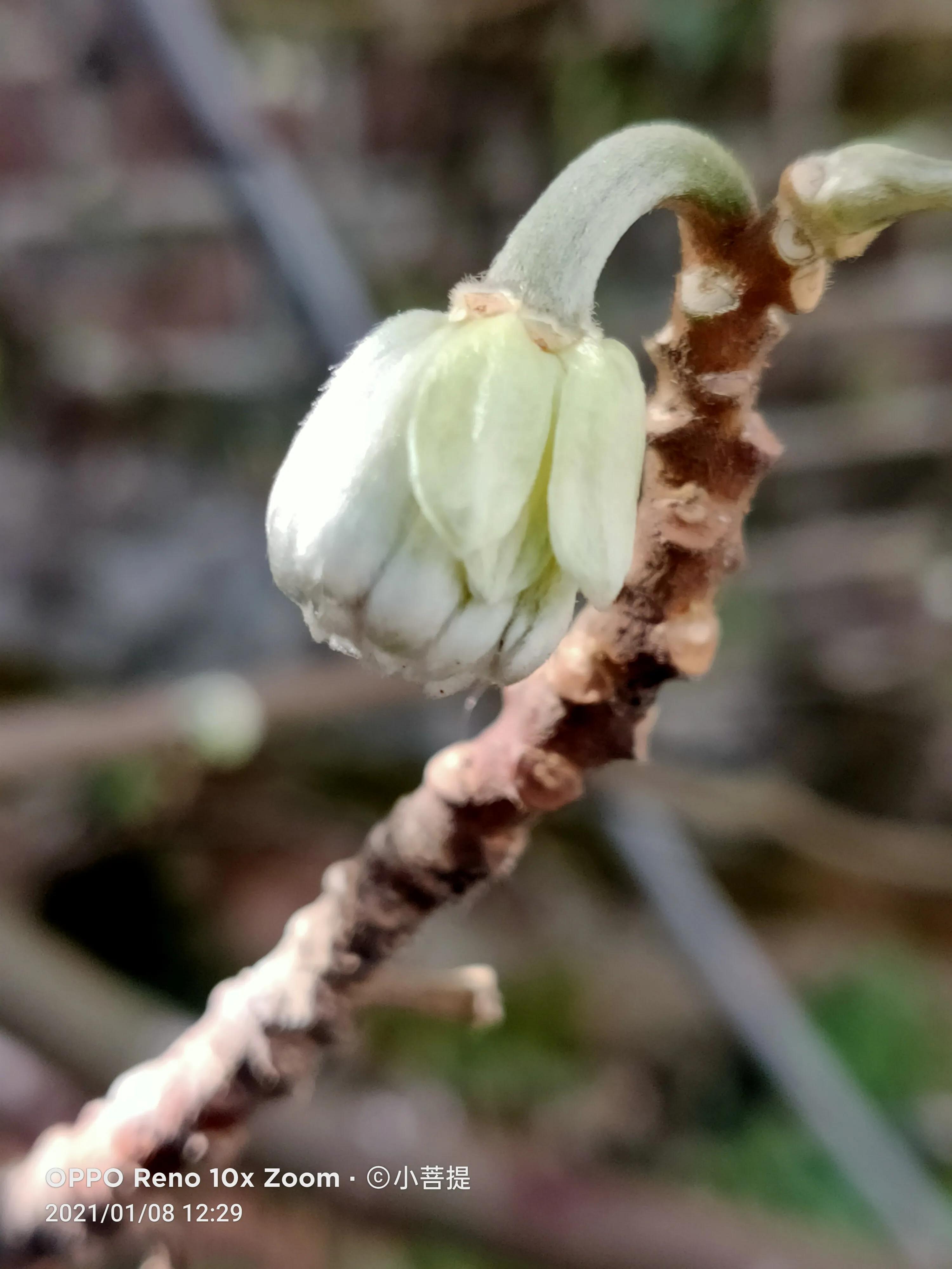 这就是爱情树,若在枝上打两个同向的结,就能得到甜蜜爱情和幸福