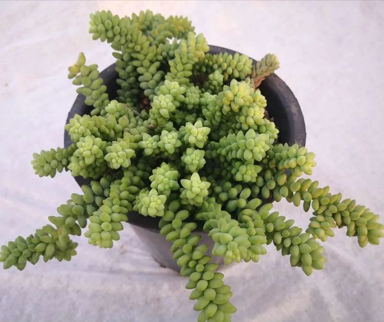 一花一叶一世界多肉,一花一世界多肉之美