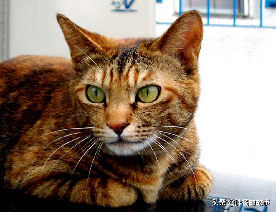 猫胡子越来越长是怎么回事 (猫的胡须变白了说明老了吗)