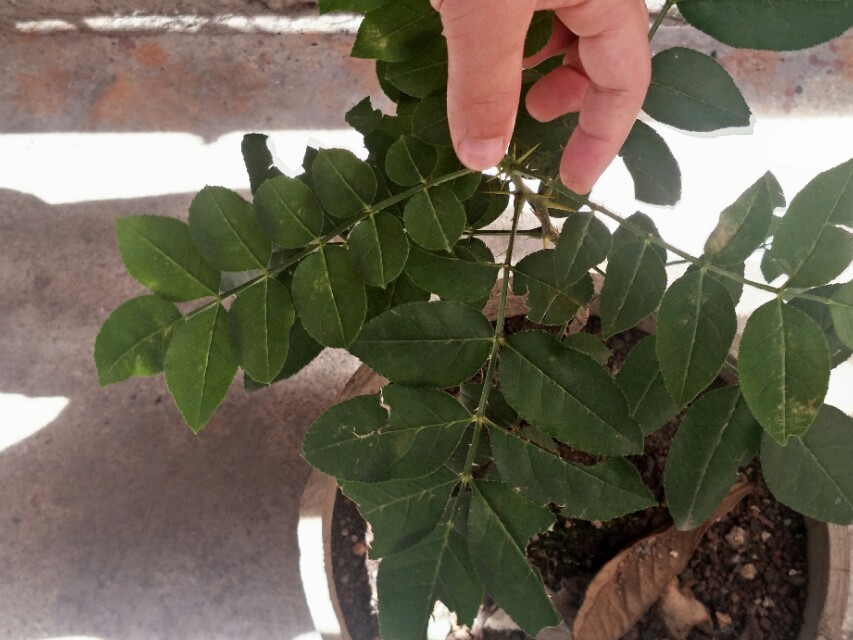 手指头扎刺很深没有刺尾取出妙招,手指头扎刺怎么弄出来不用白醋