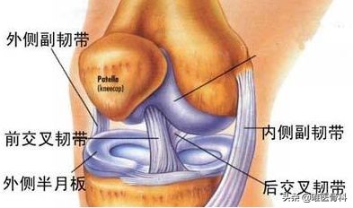 膝关节内侧副韧带损伤的诊疗进展,膝关节内侧副韧带损伤的正确叙述