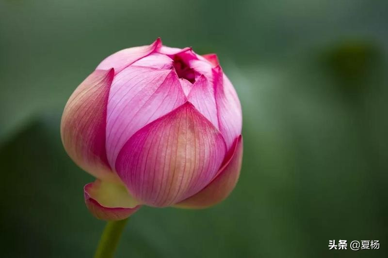 莲子埋入土里多久还可以发芽,莲子埋在泥里会发芽吗