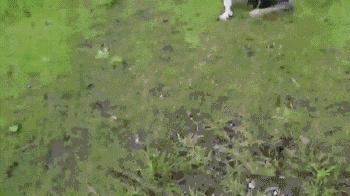 看空别人,跌停自己|暴跌看段子