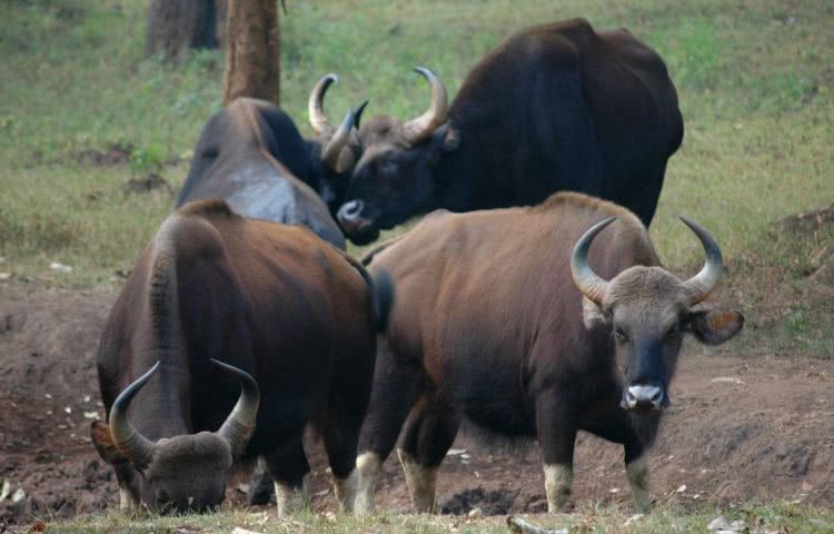 世界上最强壮的野牛印度野牛,云南现世界最大体型的牛印度野牛