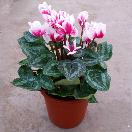 涓夌鑺卞ソ鐪嬪ソ鍏诲張濂介椈,涓夌鑺卞啀婕備寒涔熶笉瑕佸吇