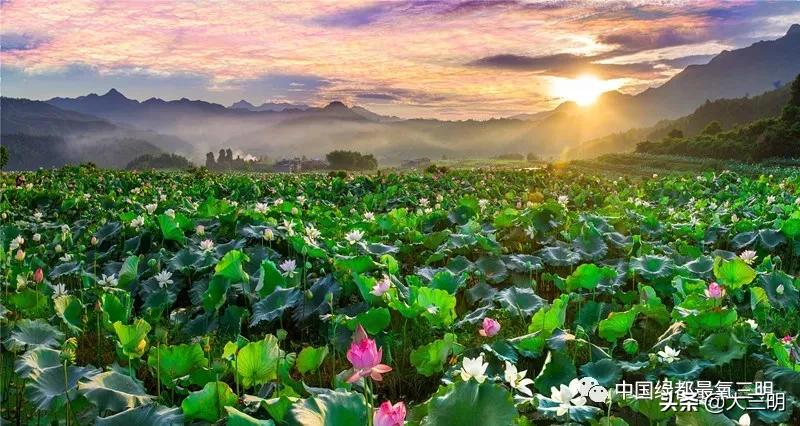 菡萏初放，端午安康，三明文旅市场平稳回升