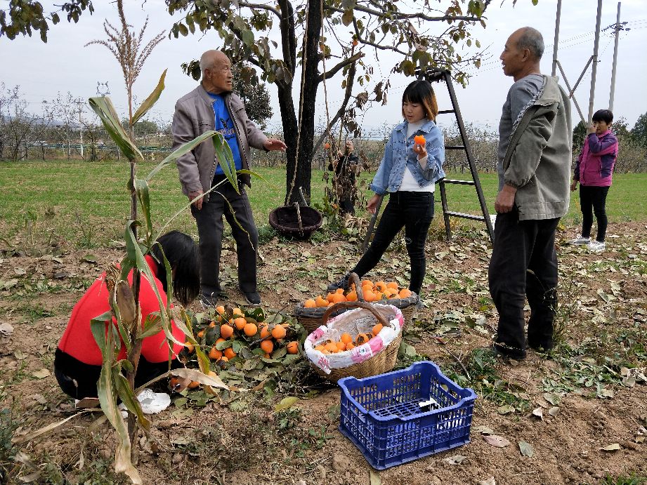 采摘柿子过程,柿子采摘方法介绍