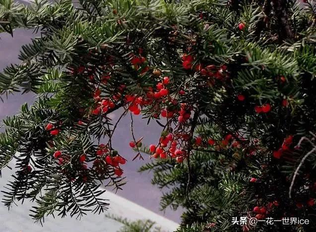 种一种植物一年收入6000千万,大熊猫2020