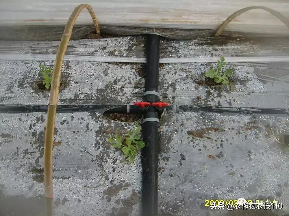 西瓜栽培技术有哪些,西瓜栽培技术全面的文字解释