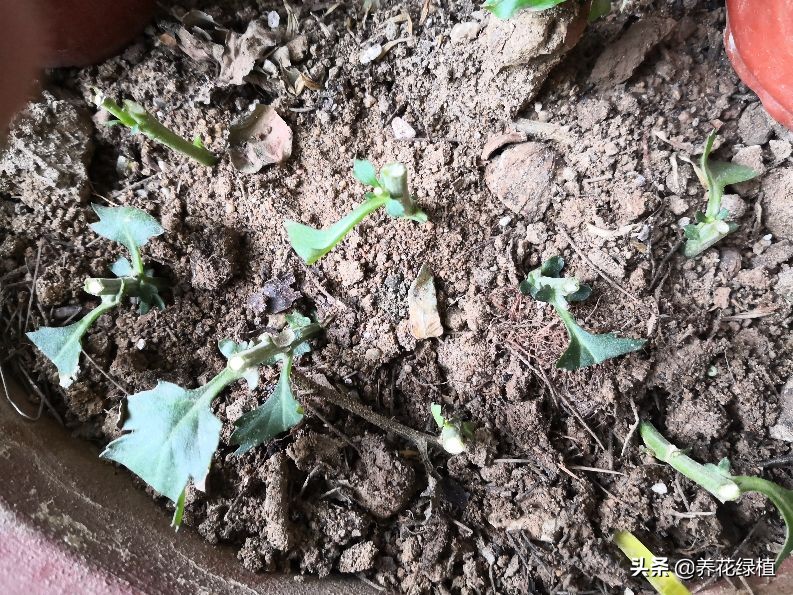 菊花开过花之后怎么修剪,盆栽菊花怎样修剪及修剪时间