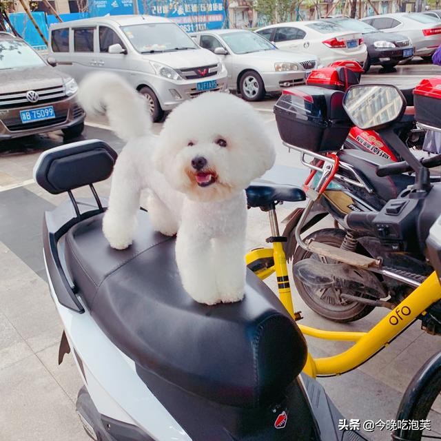 狗狗吃太咸会咳嗽吗,狗狗吃太咸了怎么解决