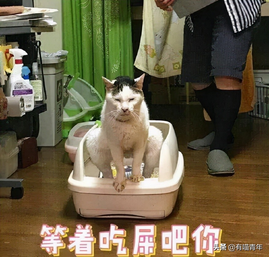 猫咪拉屎姿势好笑,猫咪拉屎搞笑表情