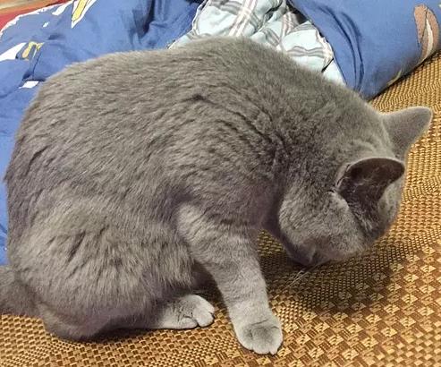 猫咪抬不起眼皮,猫咪抬不起头的感想