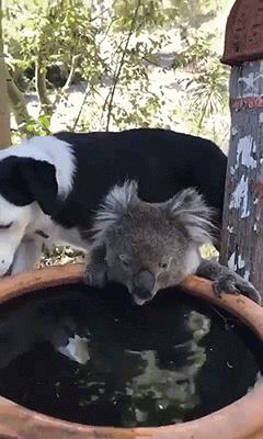 搞笑视频,搞笑动图gif猫咪