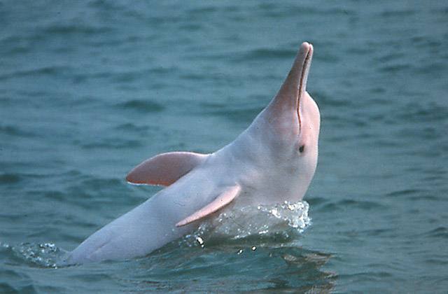 长江珍贵动物,长江唯一哺乳动物