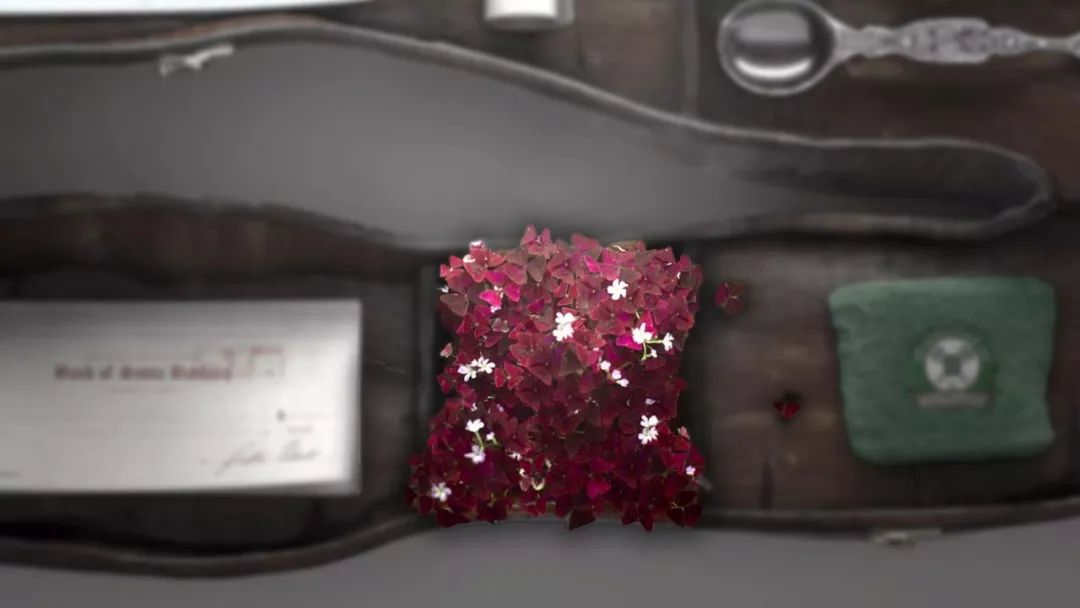 紫色幸运草怎么养才好看,紫色幸运草的盆栽方法什么季节种