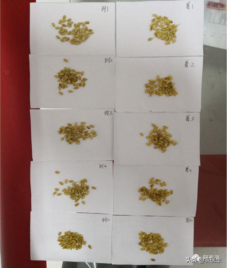 水稻苗床最怕的一种病害立枯病,水稻育秧病害防治