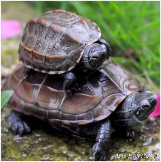 两只公龟混养的后果,公龟和母龟打架