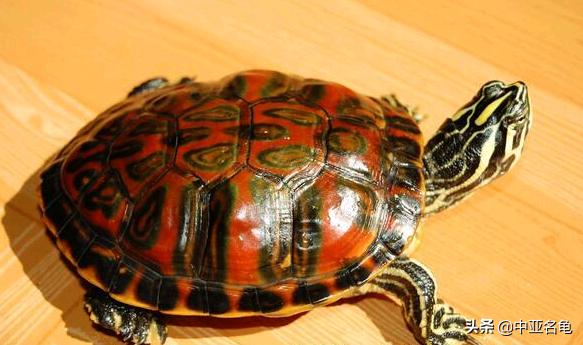 新手养水龟最好养什么龟,新手养半水龟哪个品种好