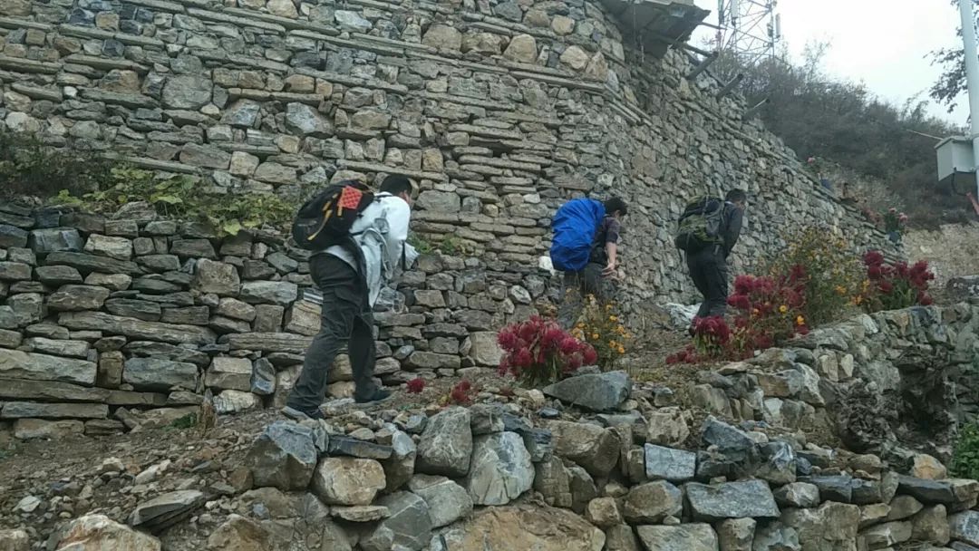 房山南北梯摘柿子,冬天去清凉山摘柿子
