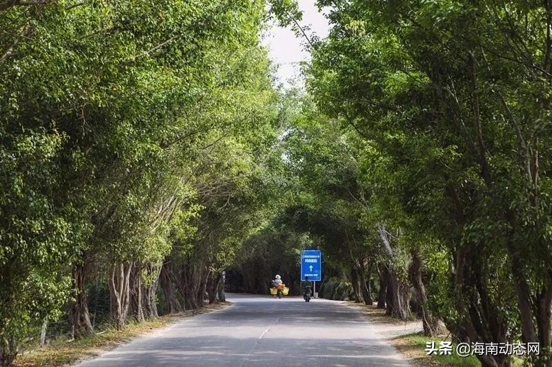 趁着春光出游海南,趁着春光明媚去旅行