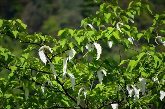 汶川是什么省,汶川大地震