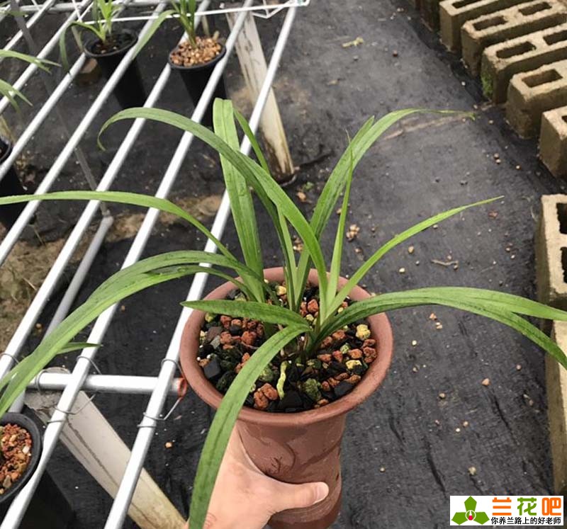 夏季兰花怎么养才能养好,夏季养兰3大浇水禁忌需牢记