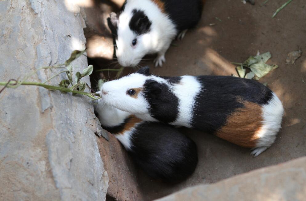 养殖荷兰猪一般多少钱一只,荷兰猪饲养需要多少钱