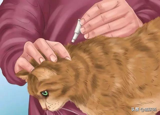 猫咪眼屎变多、咳嗽流鼻涕？别忽视了“嫌犯”支原体