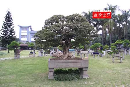 价值千万的盆景都有什么 (1000万元以上映山红盆景)