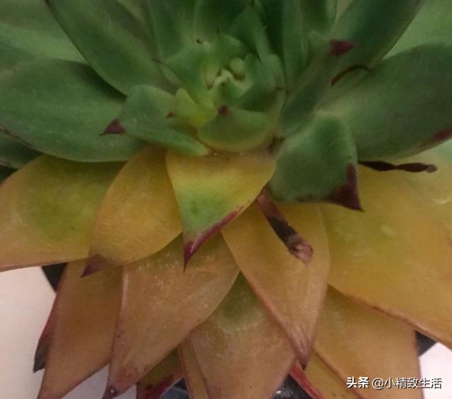 刚上盆的多肉晒太阳化水怎么处理,多肉化水原因及解决方法