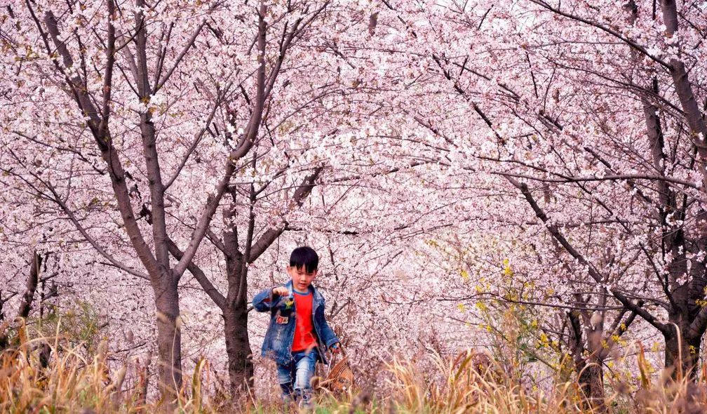 世界最大的樱花园,世界最大的樱花园在贵州吗