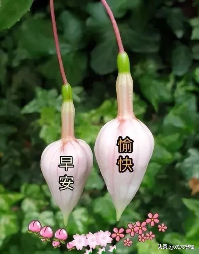 清晨问候大家早上好的暖心祝福语,老同学春天暖心祝福语早上好图片