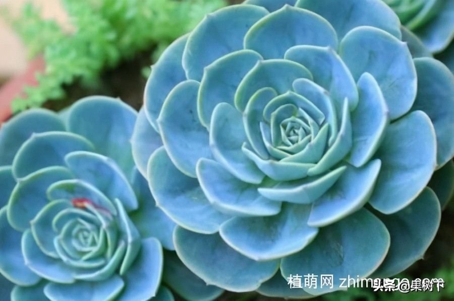 宝石花怎么养开花图片,宝石花的养殖注意事项