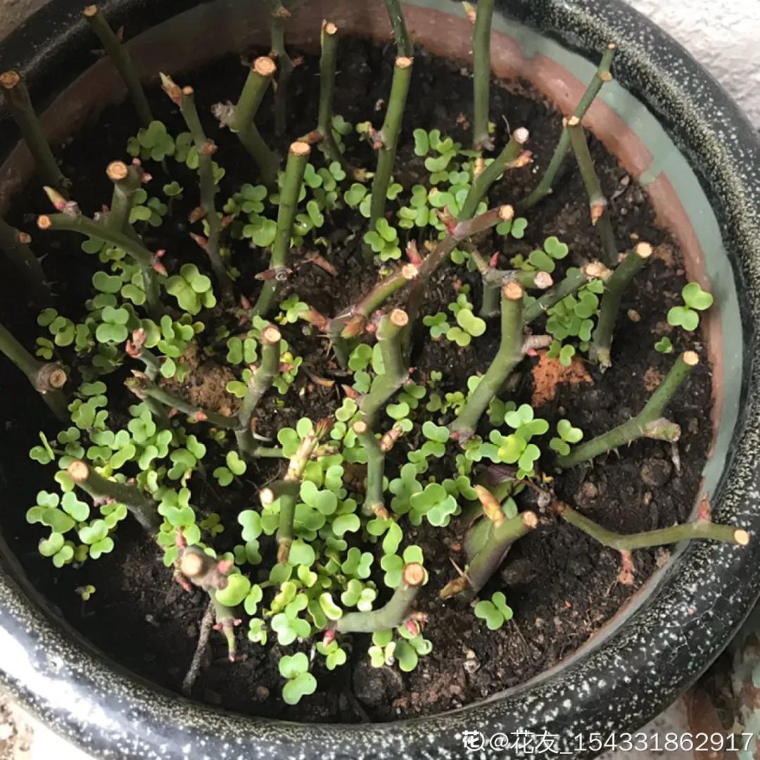 花买回来叶子蔫了怎么办,花掉花苞有什么好方法吗