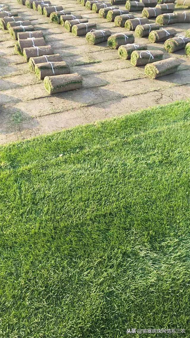 紫塞明珠,紫塞明珠苗木基地在哪里