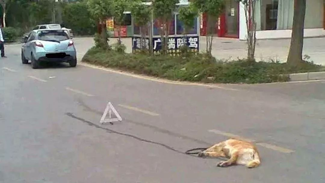 开车撞了小动物怎么处理,开车高速路上撞到小动物怎么化解