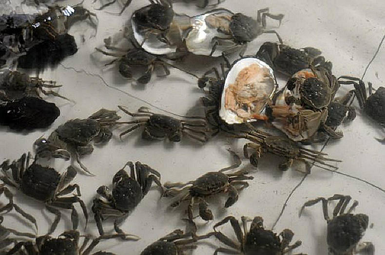 死螃蟹多长时间不能食用,死螃蟹为什么不能吃