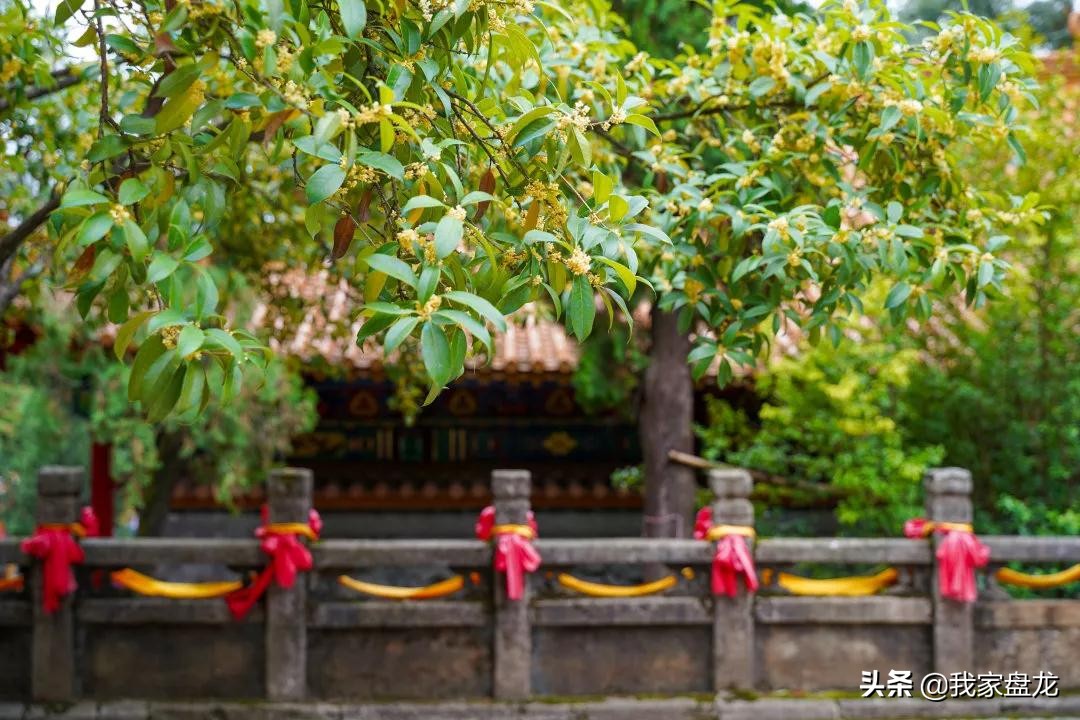 在盘龙的桂花香里，亲吻这个秋天|黑龙潭公园美图大赏